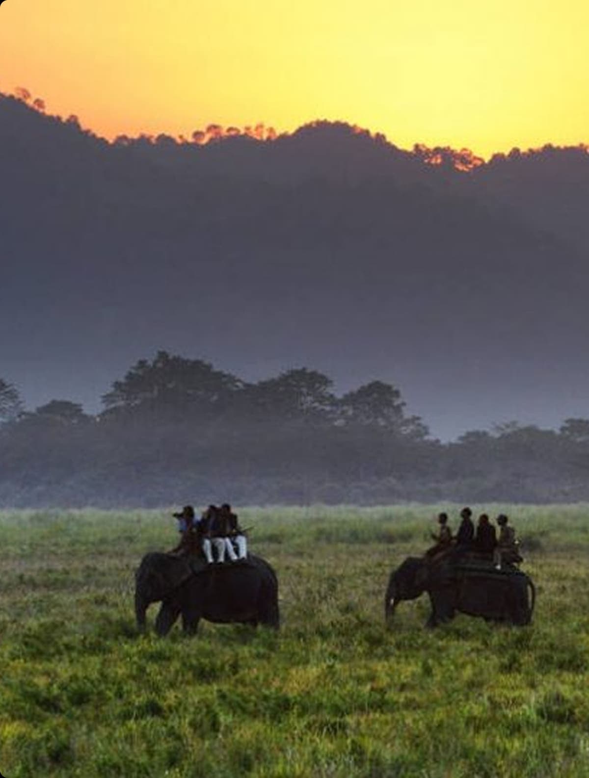 Elephant safari at sunrise in Kaziranga National Park