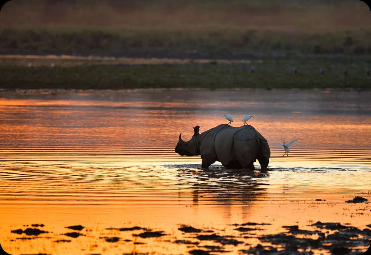 Rhino crossing a river at sunset in Kaziranga
