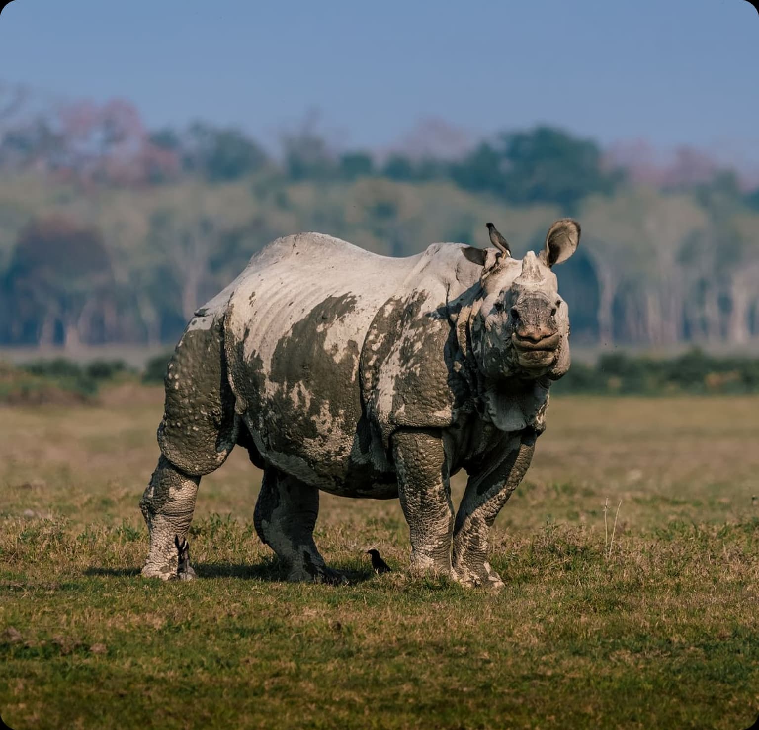 One-horned rhino grazing in the grasslands of Kaziranga National Park